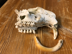 Marmota marmota