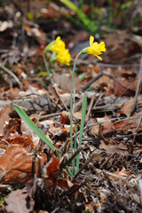 Narcissus minor asturiensis
