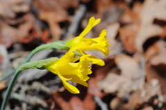 Narcissus minor asturiensis