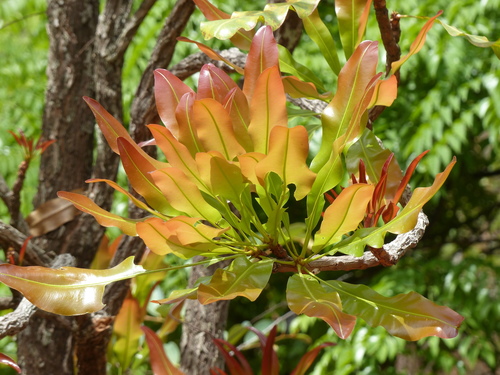 Lophira lanceolata Tiegh. ex Keay