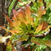 Lophira lanceolata - Photo (c) Oliver Haumann, algunos derechos reservados (CC BY-NC), subido por Oliver Haumann