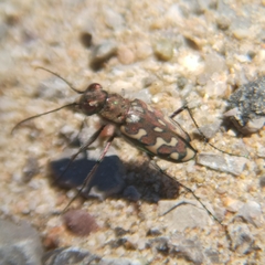 Lophyra flexuosa