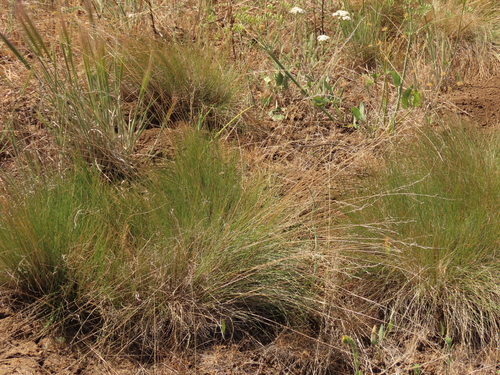 Eraičinas nuotrauka