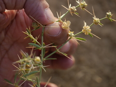 Zygophyllum indicum