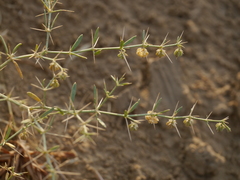 Zygophyllum indicum