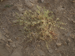 Zygophyllum indicum