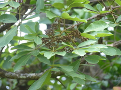 Vitex doniana
