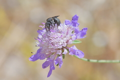 Stelis punctulatissima