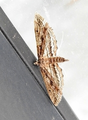 Parapoynx fluctuosalis