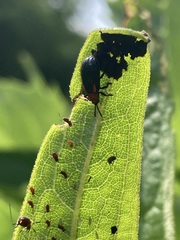 Microrhopala vittata