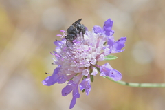 Stelis punctulatissima