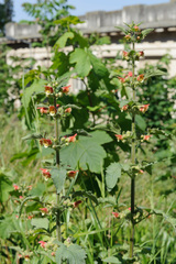 Scrophularia grandiflora