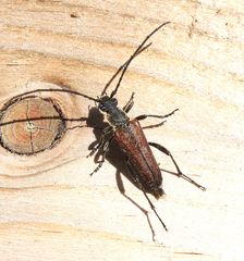 Trachysida mutabilis