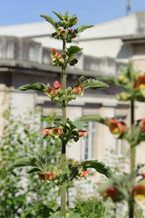 Scrophularia grandiflora