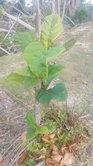 Coccoloba rugosa