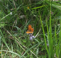 Boloria selene