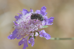 Stelis punctulatissima