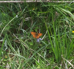 Boloria selene
