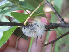 Acronicta americana