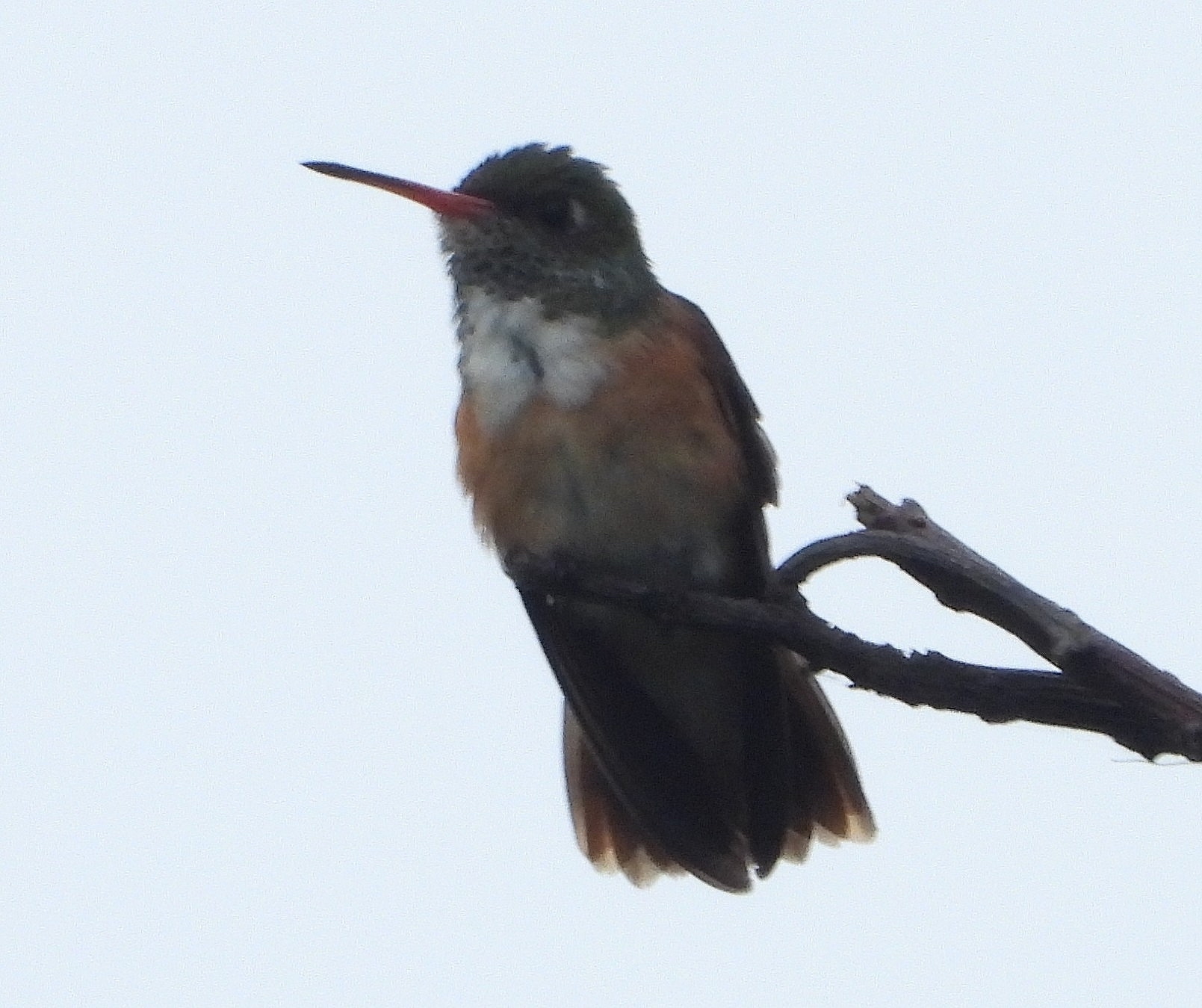 Amazilis amazilia image