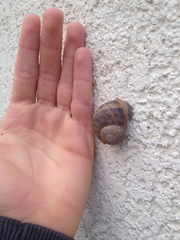 Cornu aspersum