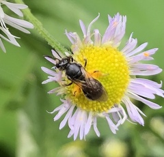 Halictus