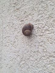 Cornu aspersum