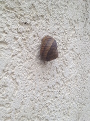 Cornu aspersum