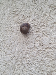 Cornu aspersum