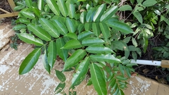 Pterocarpus officinalis