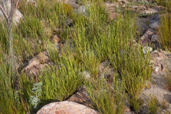 Protea scorzonerifolia