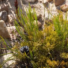Protea scorzonerifolia
