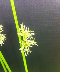 Juncus effusus