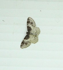 Hydrelia condensata