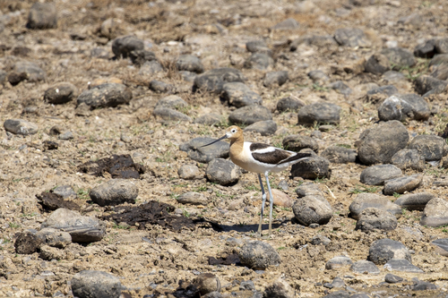 iNaturalist observation photo of American Avocet