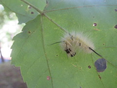Acronicta americana