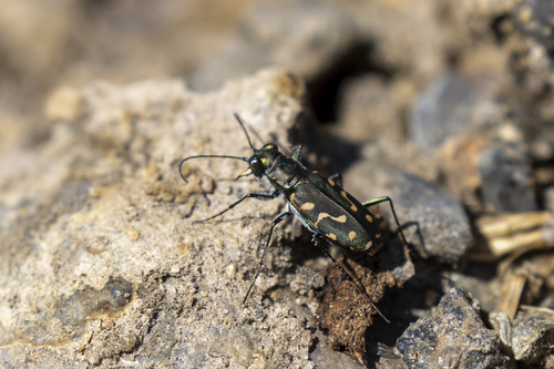 iNaturalist observation photo of Wetsalts Tiger Beetle