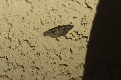 Pterotaea cariosa