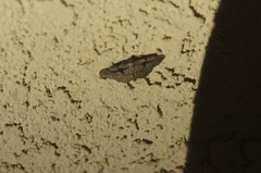 Pterotaea cariosa
