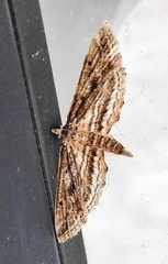 Parapoynx fluctuosalis