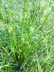 Juncus effusus