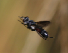 Cylindromyia bicolor