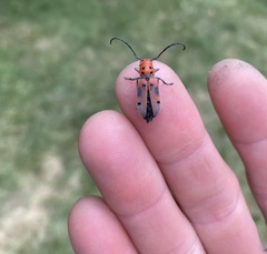Tetraopes tetrophthalmus