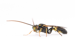 Exenterus amictorius