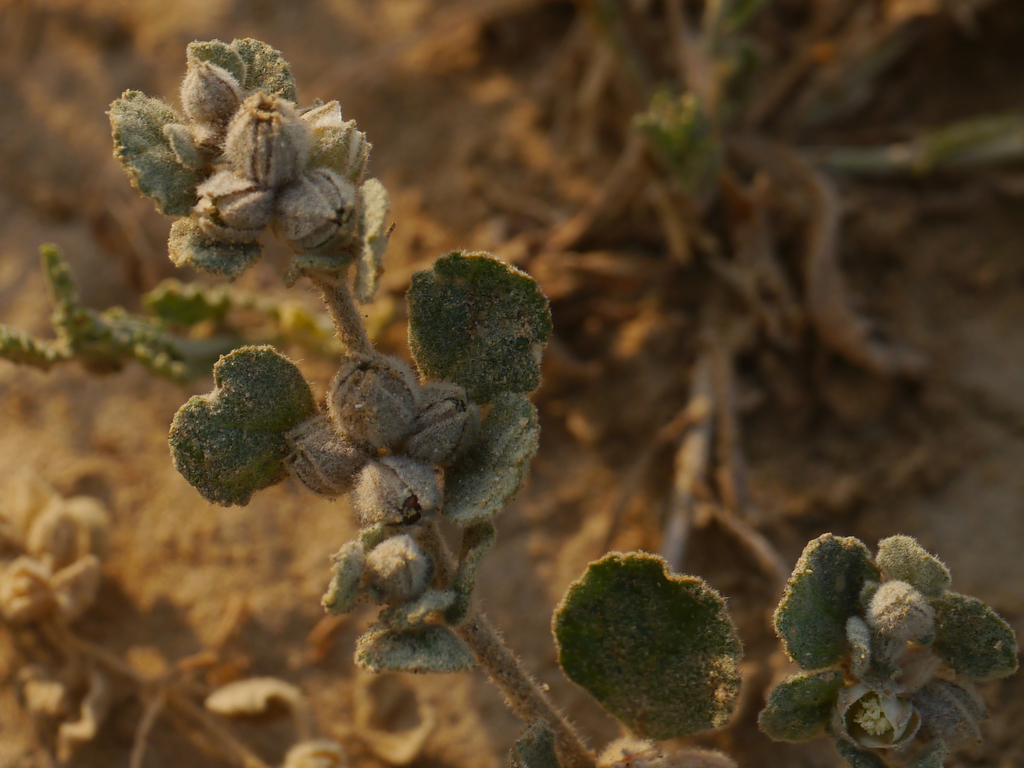 Lotus sweetjuice (Glinus lotoides)
