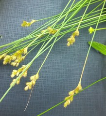 Carex leporina