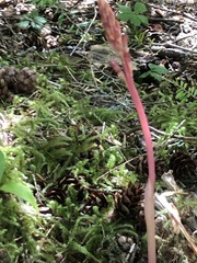 Corallorhiza maculata