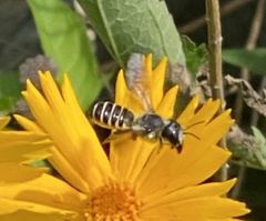 Megachile pugnata