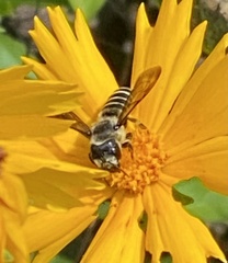 Megachile pugnata
