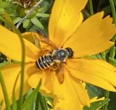 Megachile pugnata